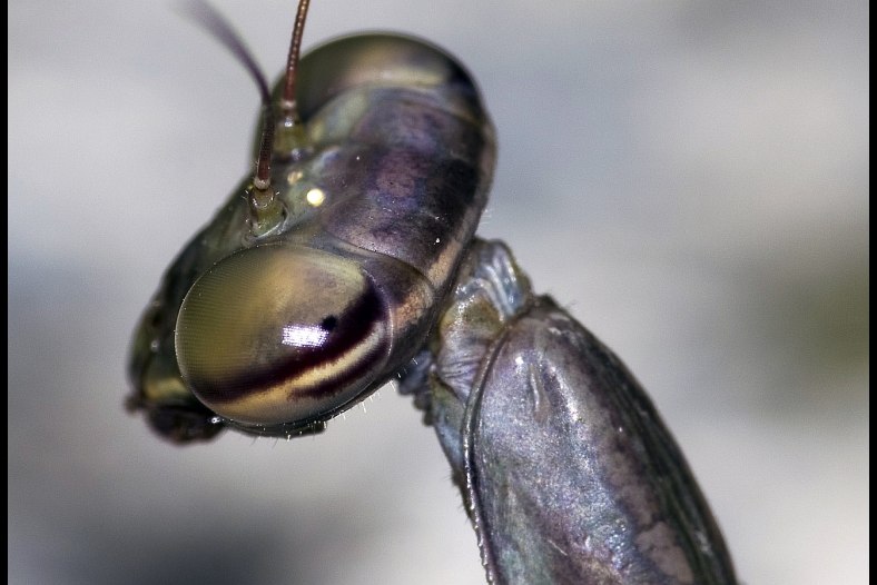Mantis retrato